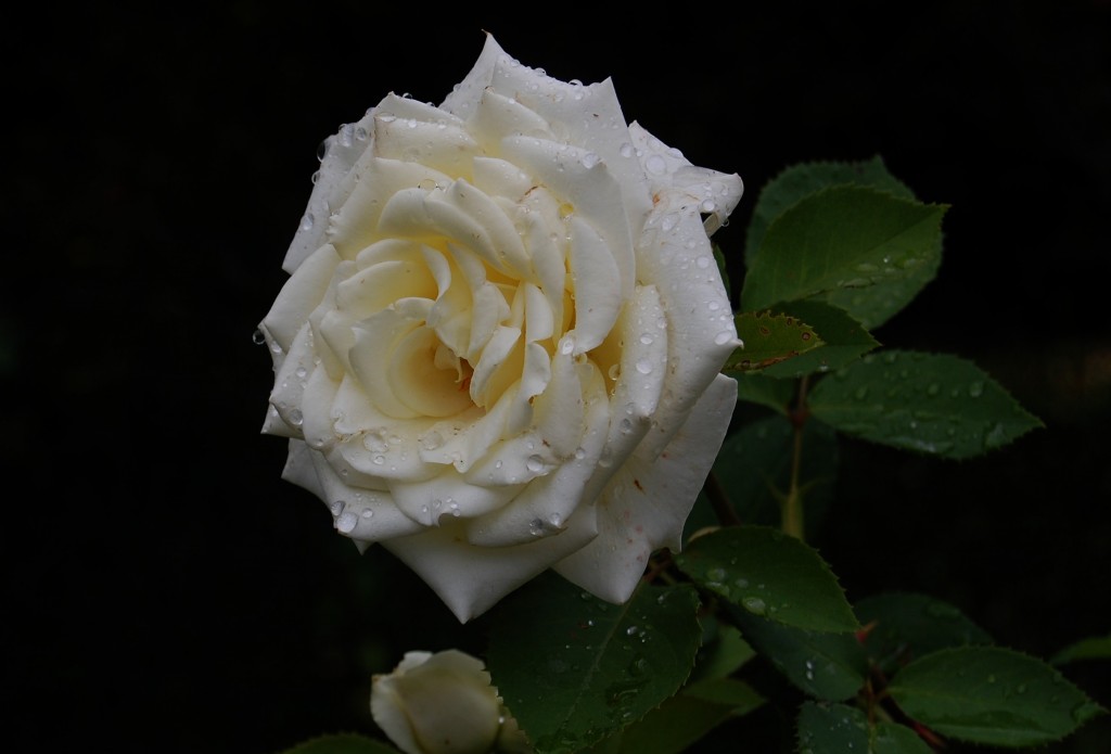 28 juillet, Rosier tige grande fleur blanche – Le Jardin de Nanny