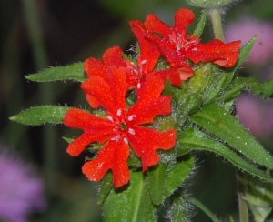croix de Malte,fleur rouge,lychnis
