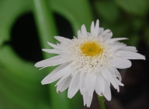 marguerite à fleur double,leucanthemum Wirral supreme,plante vivace,fleur blanche,